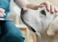 A close-up of a light-colored dog being gently petted on its head by a person in green scrubs. The person is holding a pen and clipboard, possibly taking notes, suggesting a veterinary check-up that could be covered by pet insurance. The dog's eyes are open and it appears calm and relaxed. | MyWebInsurance