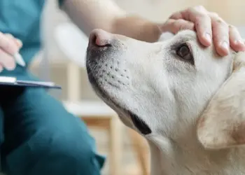 A close-up of a light-colored dog being gently petted on its head by a person in green scrubs. The person is holding a pen and clipboard, possibly taking notes, suggesting a veterinary check-up that could be covered by pet insurance. The dog's eyes are open and it appears calm and relaxed. | MyWebInsurance