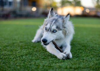 A blue-eyed Siberian Husky lies on green grass, chewing on a stick. The dog has a white and gray fur coat, with its ears perked up and an alert expression. The blurred background includes out-of-focus buildings and trees. Moments like these make one wonder, is pet insurance worth it? | MyWebInsurance