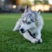 A blue-eyed Siberian Husky lies on green grass, chewing on a stick. The dog has a white and gray fur coat, with its ears perked up and an alert expression. The blurred background includes out-of-focus buildings and trees. Moments like these make one wonder, is pet insurance worth it? | MyWebInsurance