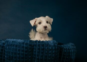 A small white dog with fluffy fur sits in a dark blue, textured pet bed against a matching dark blue background. The dog's ears are perked up, and it looks attentively ahead, creating a calm and poised scene that epitomizes the peace of mind provided by comprehensive pet insurance. | MyWebInsurance